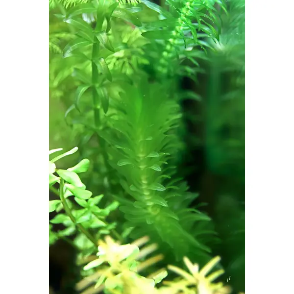 Egeria Densa (Elodée)